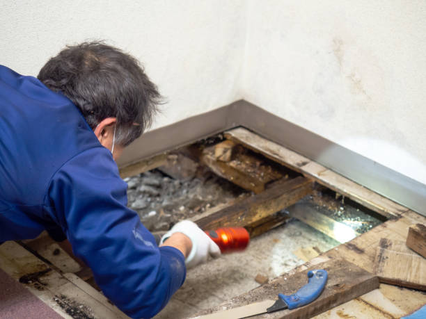 Best Mold Remediation Experts  in Fernandina Beach, FL