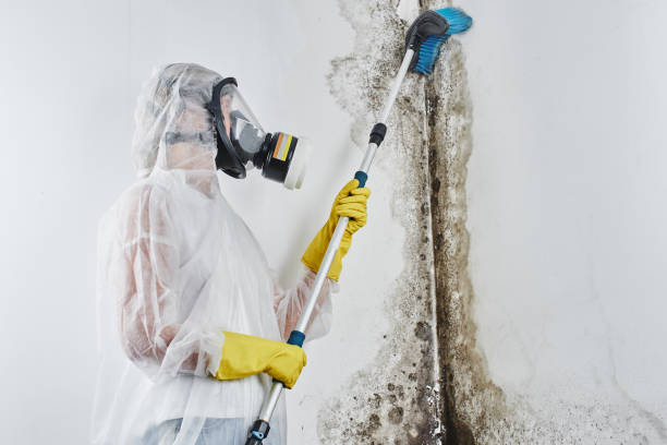 Best Same-Day Mold Removal  in Fernandina Beach, FL