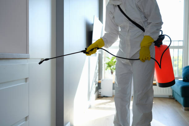 Best Residential Mold Removal  in Fernandina Beach, FL