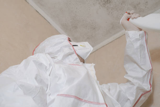 Best Attic Mold Removal  in Fernandina Beach, FL