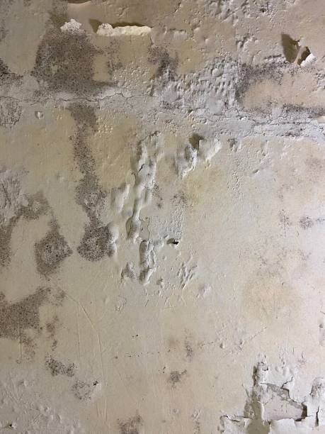 Best Emergency Mold Removal  in Fernandina Beach, FL