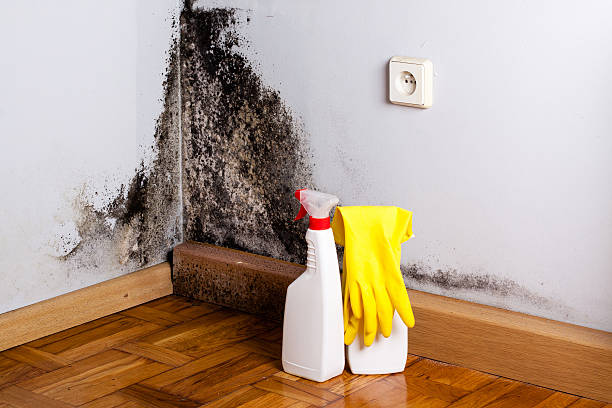 Best Commercial Mold Removal  in Fernandina Beach, FL